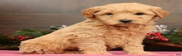 Mini Goldendoodle dogs for sale: Penelope - Ad 1