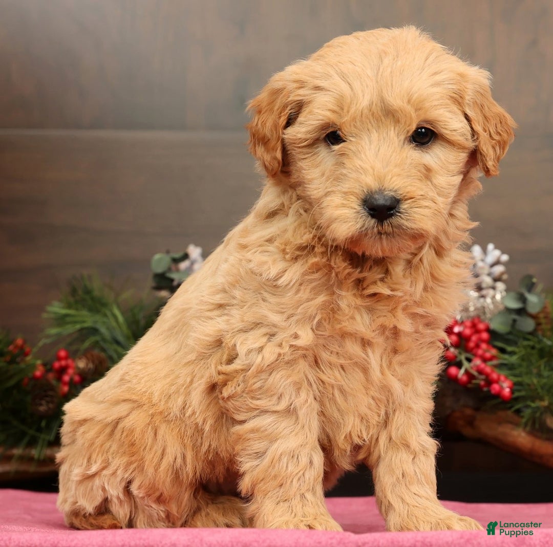 Mini Goldendoodle dogs for sale: Penelope - Ad 1