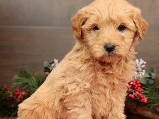 Mini Goldendoodle dogs Penelope - Ad 5