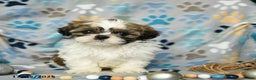 Shih Tzu dogs for sale: Jolly - Ad 3