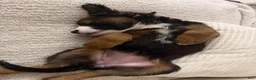 Saint Bernard dogs for sale: Saint Bernard 1 - Ad 1