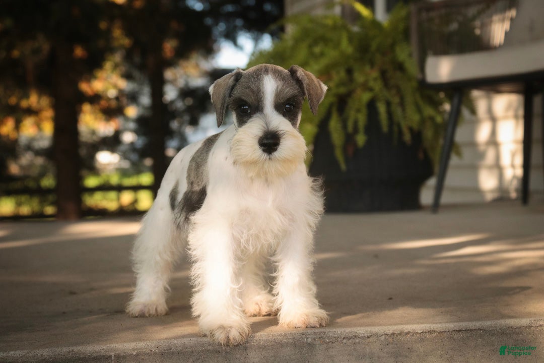 Miniature Schnauzer dogs for sale: Beauregard Miniature Schnauzer - Ad 1