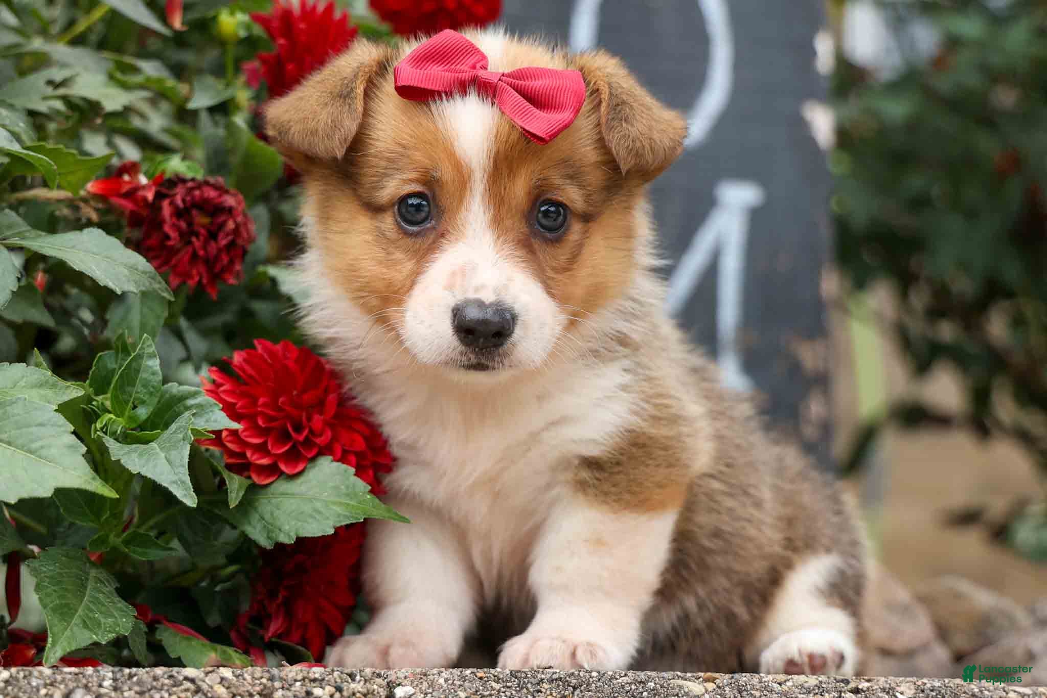 Welsh Corgi Pembroke dogs  Vivi Rose💗🐾 - Ad 1