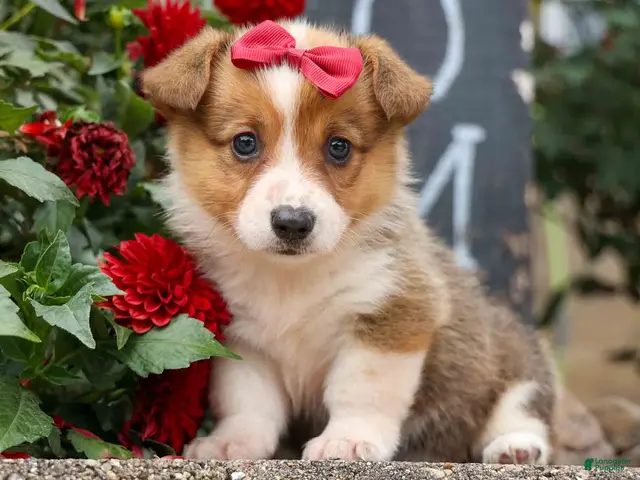 Welsh Corgi Pembroke dogs for sale: Vivi Rose💗🐾 - Ad 1