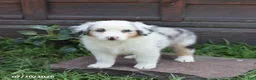 Australian Shepherd dogs for sale: Max - Ad 4