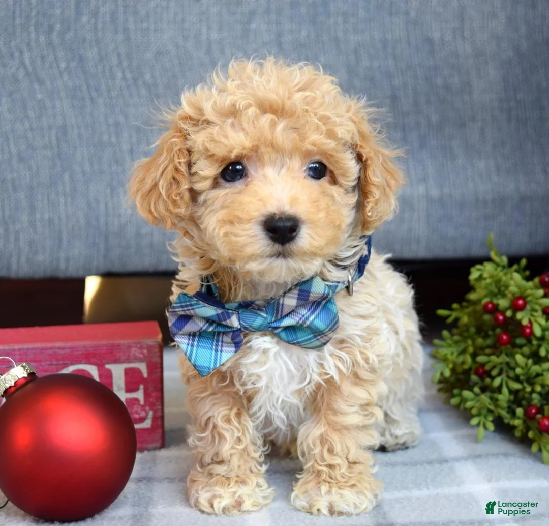 Maltipoo dogs for sale: Frankie  - Ad 14