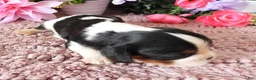 Cavalier King Charles Spaniel dogs for sale: #2 Male (Lulu's) - Ad 2