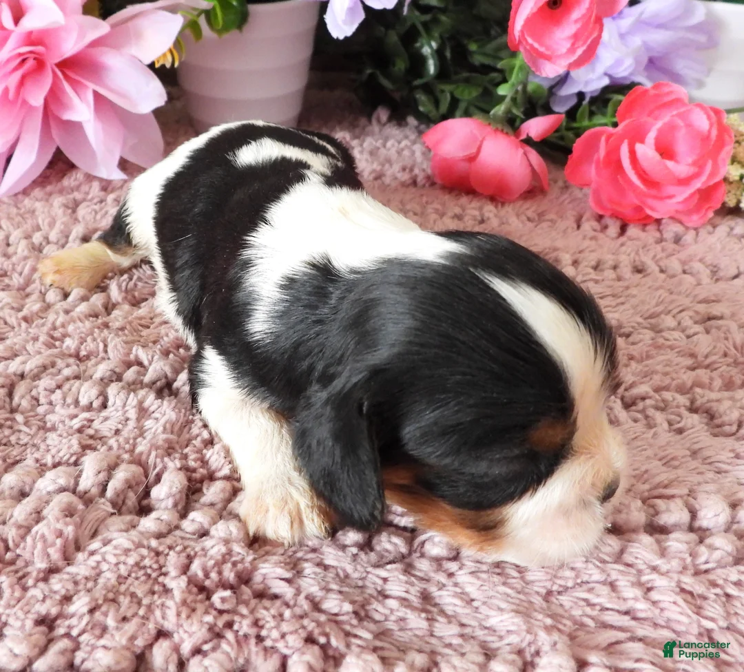 Cavalier King Charles Spaniel dogs for sale: #2 Male (Lulu's) - Ad 2
