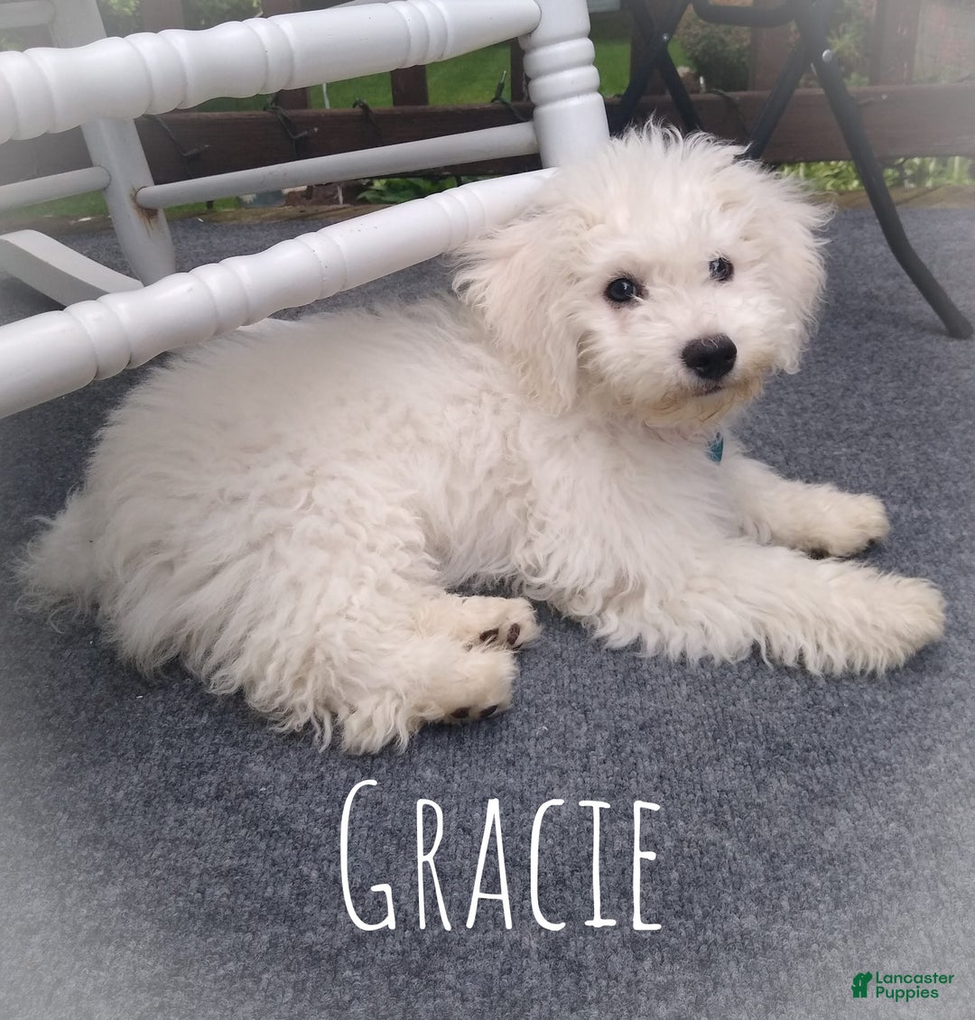 Teddy Bear dogs for sale: Teddy - Ad 4