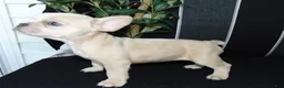 French Bulldog dogs for sale: Minnie - Ad 5