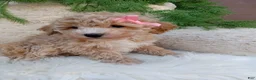 Bichpoo dogs for sale:  Britney  - Ad 4