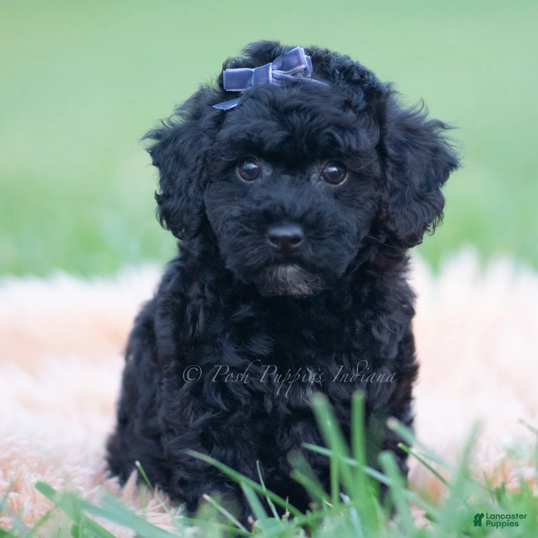 Mini Goldendoodle dogs for sale: Joey - Ad 7