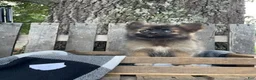 Pomsky dogs for sale: Daisy - Ad 5