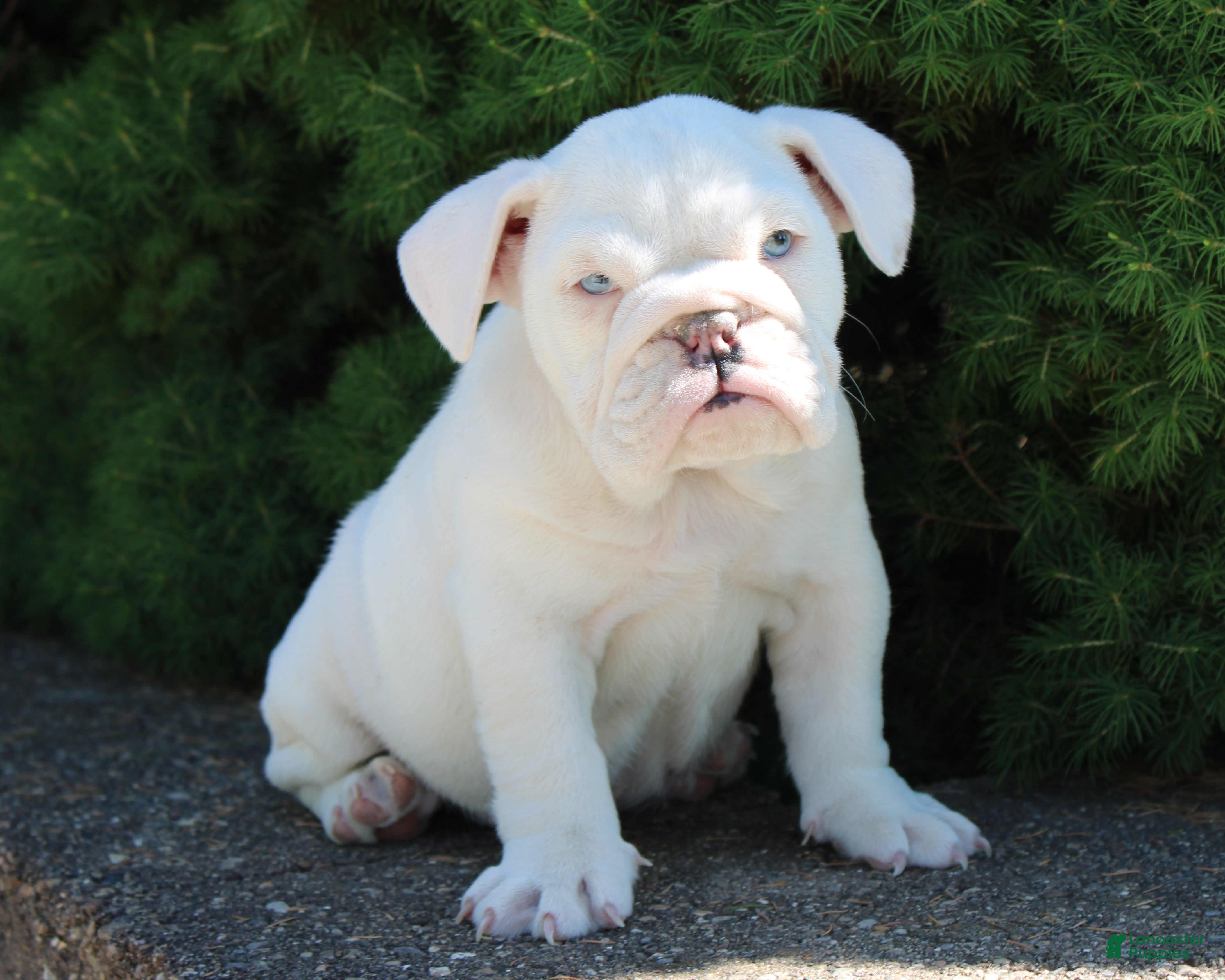 English Bulldog dogs for sale: Zoey - Ad 1