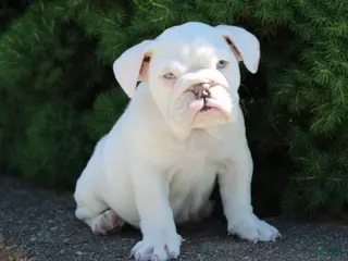 English Bulldog dogs for sale: Zoey - Ad 1