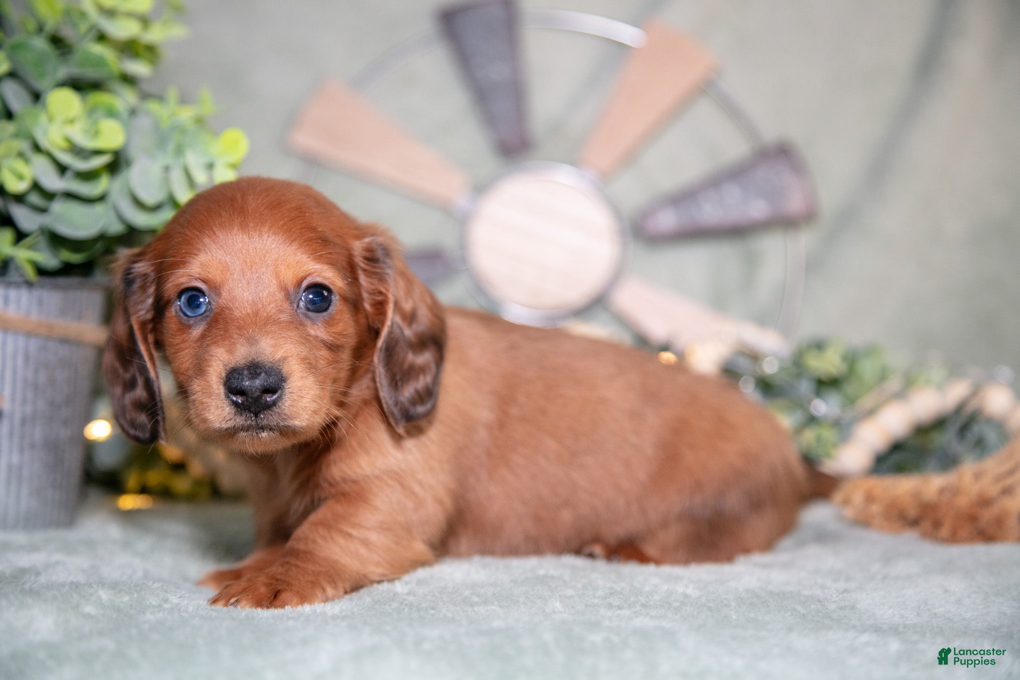 Miniature Dachshund dogs Fido - Ad 1