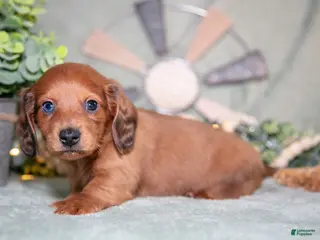 Miniature Dachshund dogs for sale: Fido - Ad 3