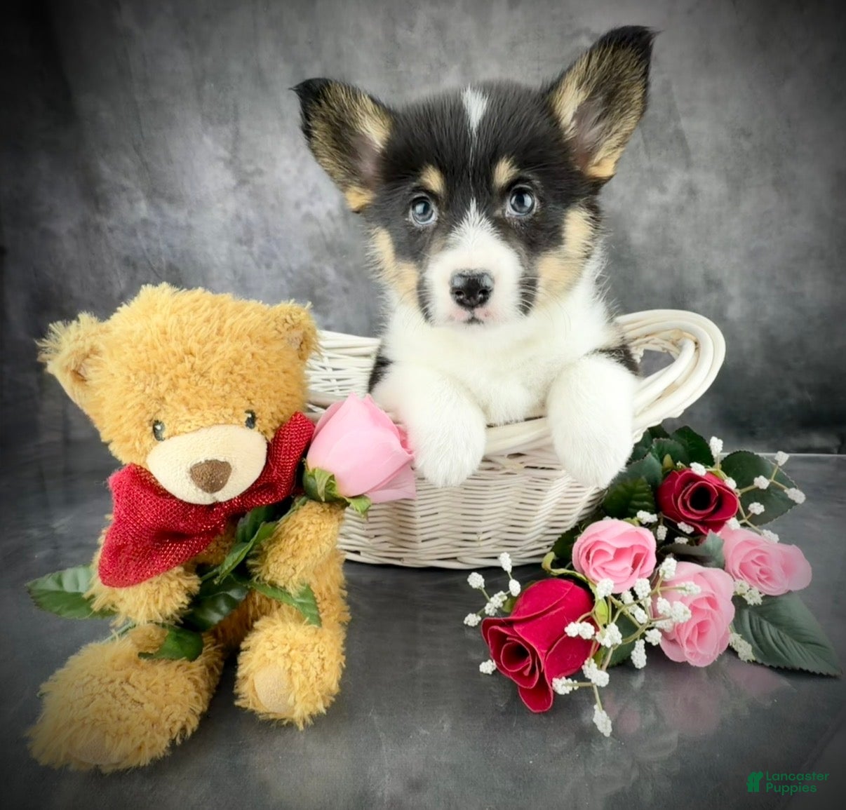 Welsh Corgi Pembroke dogs Penny Tailed Baby ❤️ - Ad 6