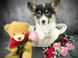 Welsh Corgi Pembroke dogs Penny Tailed Baby ❤️ - Ad 6