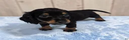 Miniature Dachshund dogs for sale: Pepper - Ad 4