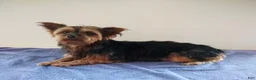 Yorkshire Terrier dogs for sale: Lucy - Ad 4