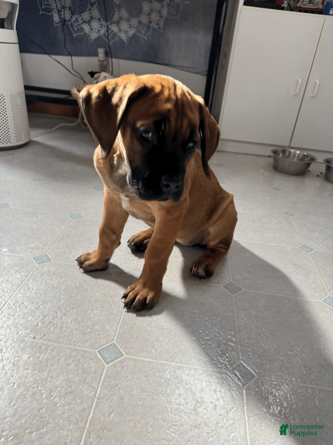 Cane Corso dogs for sale: Teal - teal girl - Ad 3