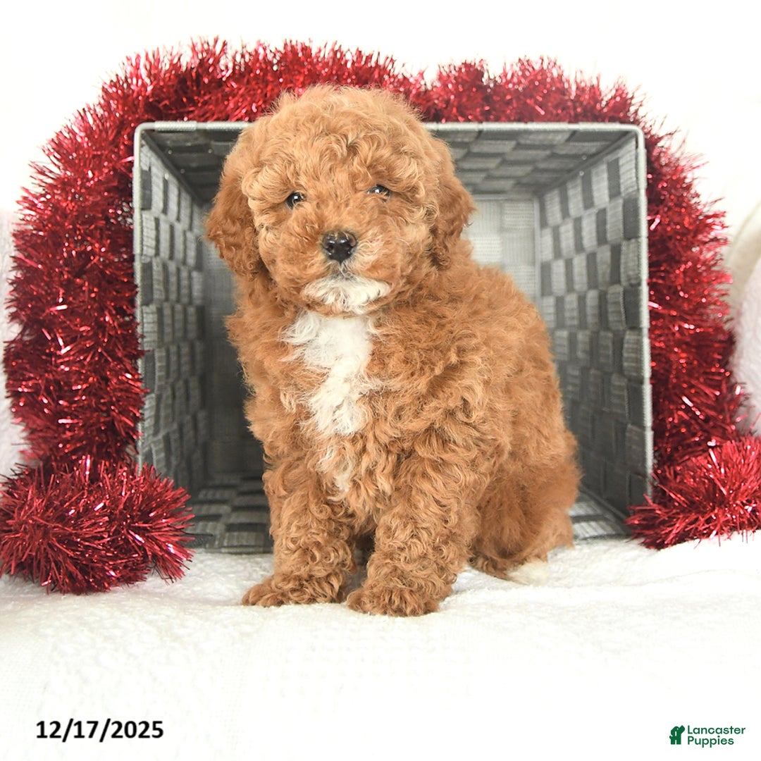 Miniature Poodle dogs for sale: Candy Cane - Ad 3