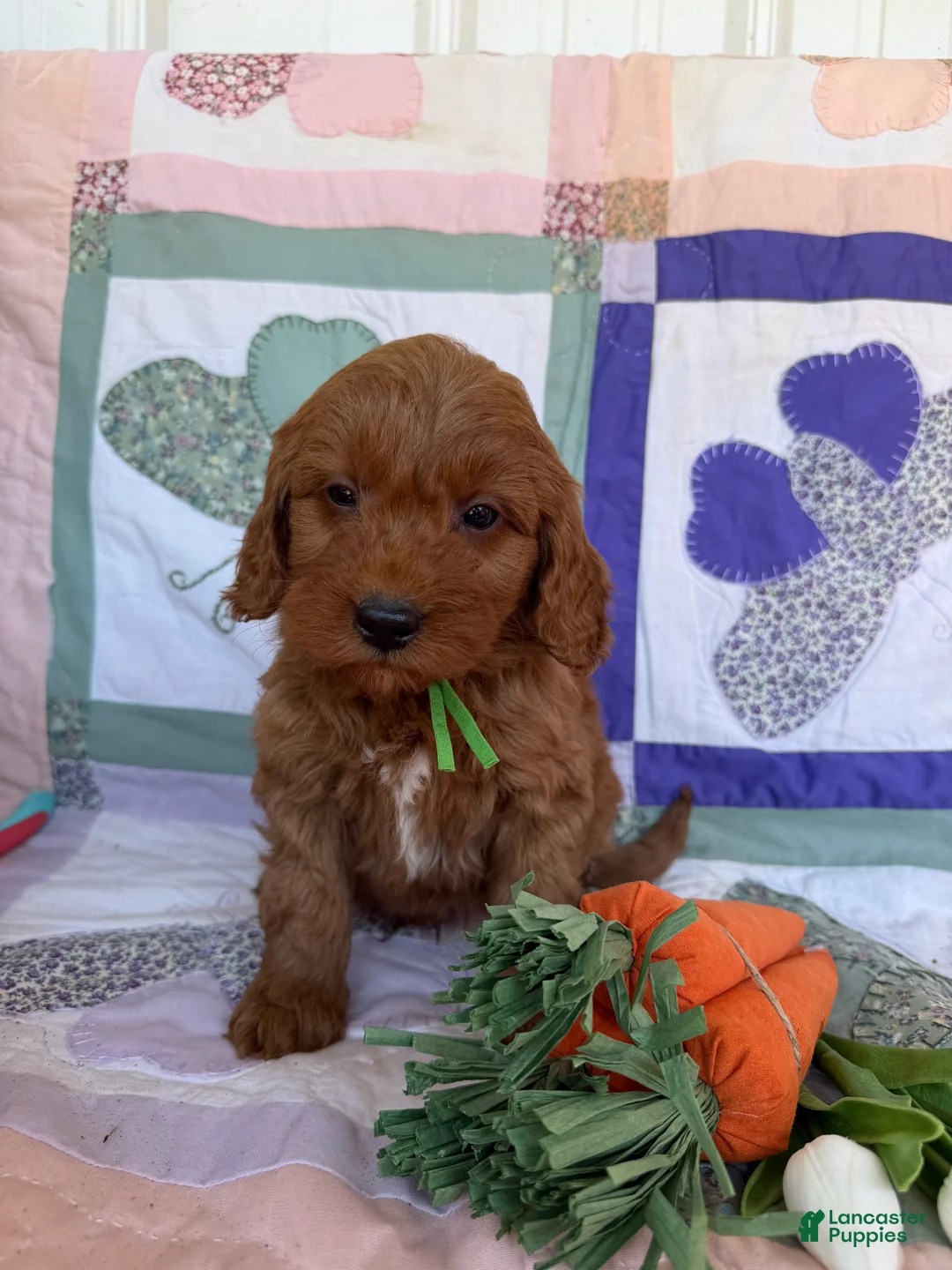 Mini Goldendoodle dogs for sale: Mini Goldendoodle Puppy 2 - Ad 1