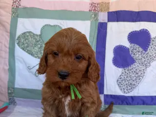 Mini Goldendoodle dogs Mini Goldendoodle Puppy 2 - Ad 10