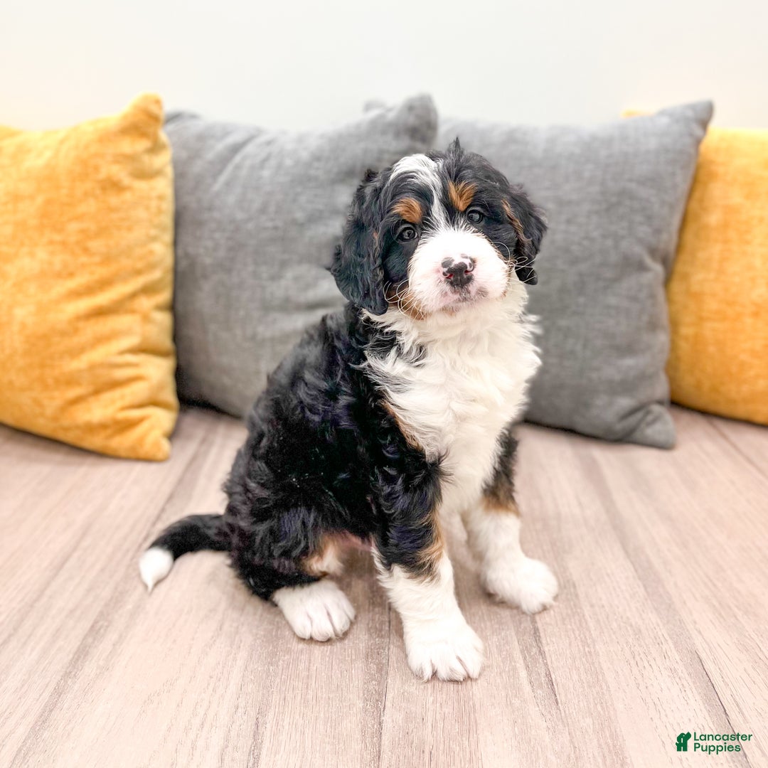 Mini Bernedoodle dogs for sale: Rusty - Ad 9