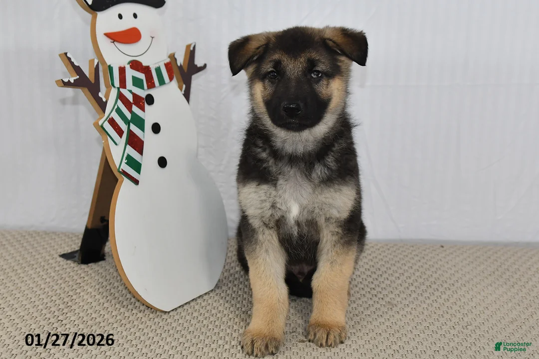 German Shepherd dogs for sale: Spike - Ad 1