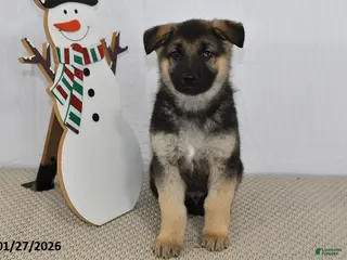 German Shepherd dogs Spike - Ad 25