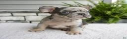 French Bulldog dogs for sale: Nolan - Ad 4