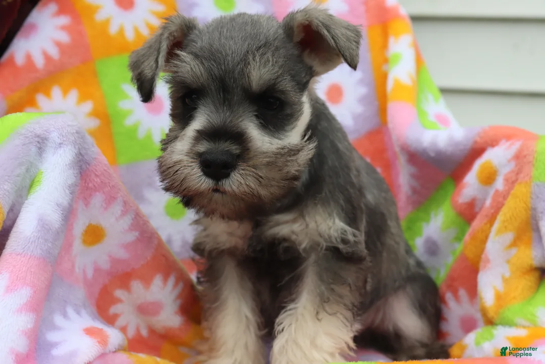 Miniature Schnauzer dogs for sale: Lane - Ad 2