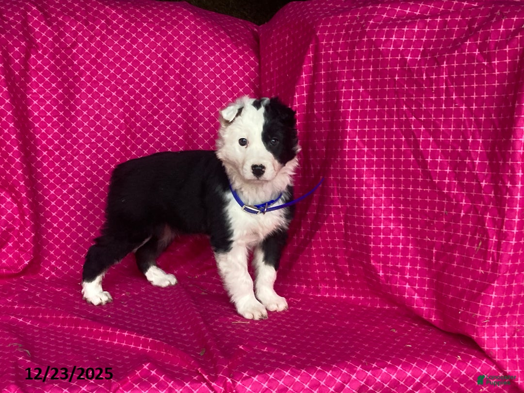 Mixed Breed dogs for sale: Gunner - Ad 6