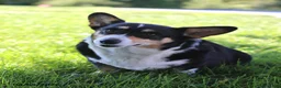 Welsh Corgi Pembroke dogs for sale: Cookie - Ad 3