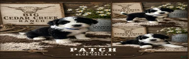 Patch 