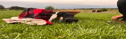 German Shorthaired Pointer dogs for sale: Gunner❤️AKC Registered - Ad 5