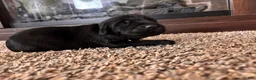 Mixed Breed dogs for sale: Toast - Ad 2