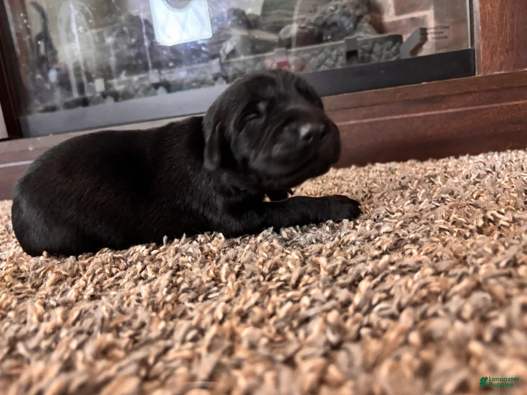 Mixed Breed dogs for sale: Toast - Ad 2