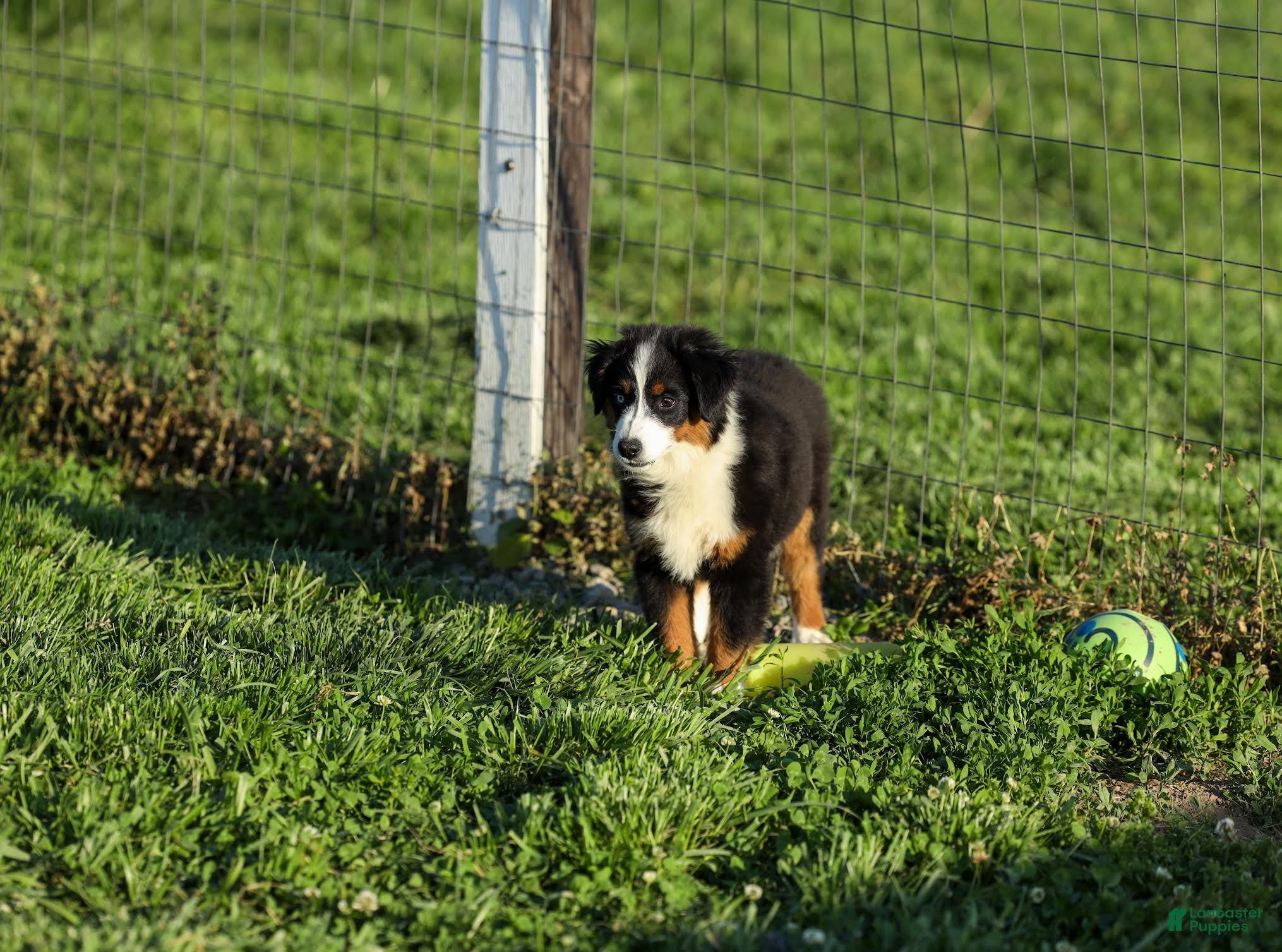 Miniature Australian Shepherd dogs for sale: Peanut Miniature Australian Shepherd Puppy  - Ad 4