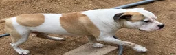 South African Boerboels dogs for sale: Chunk Rock - Ad 11