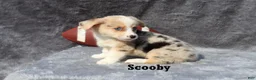 Welsh Corgi Pembroke dogs for sale: Scooby - Ad 4
