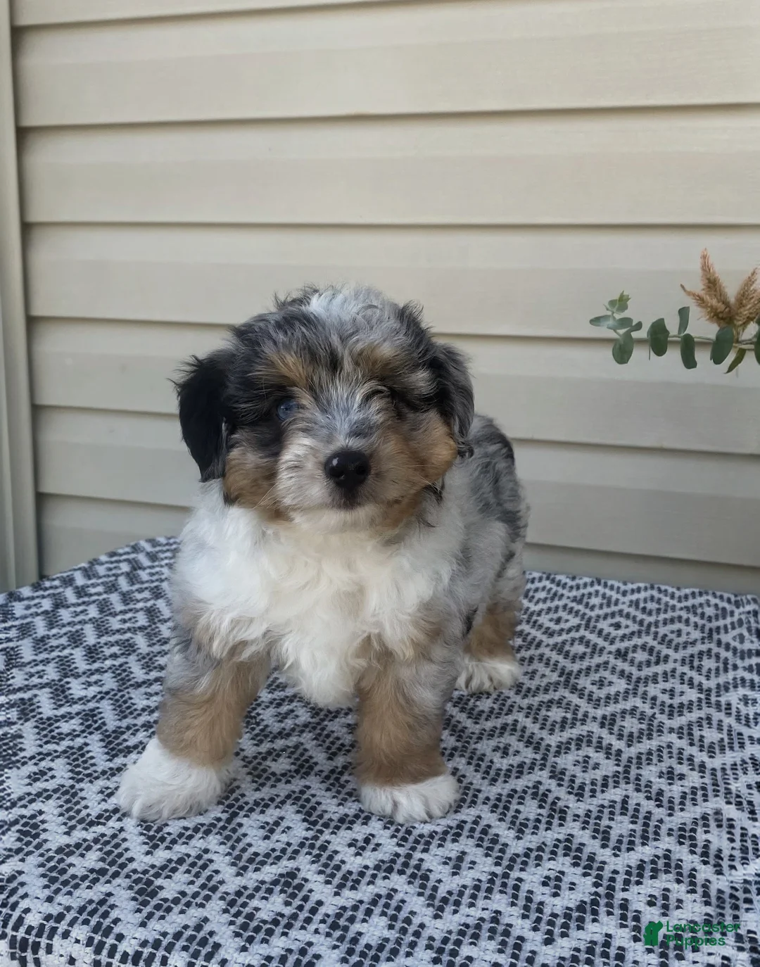 Mini Aussiedoodle dogs for sale: Dexter - Ad 2