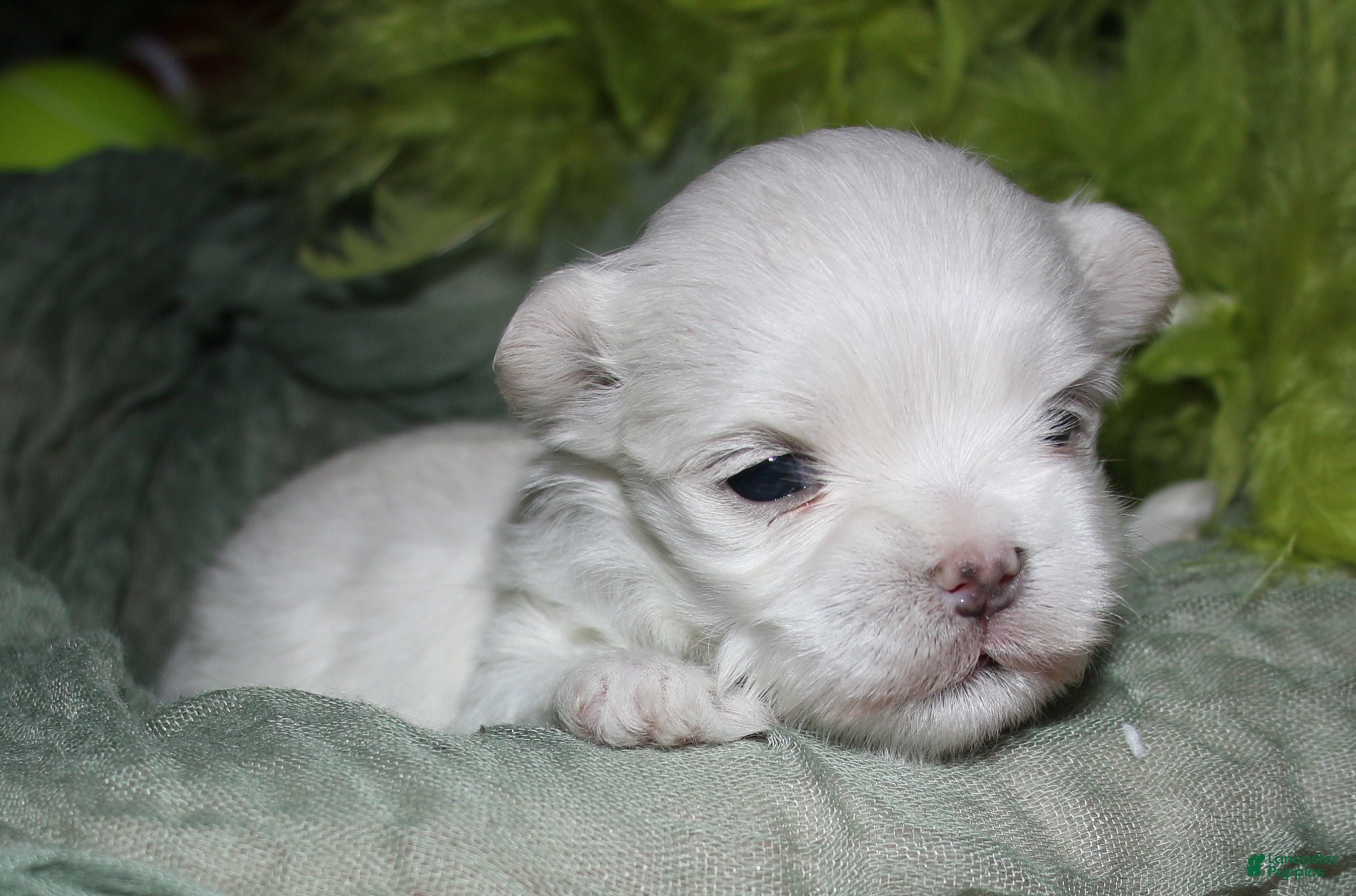Maltese dogs Myrtle - Ad 2