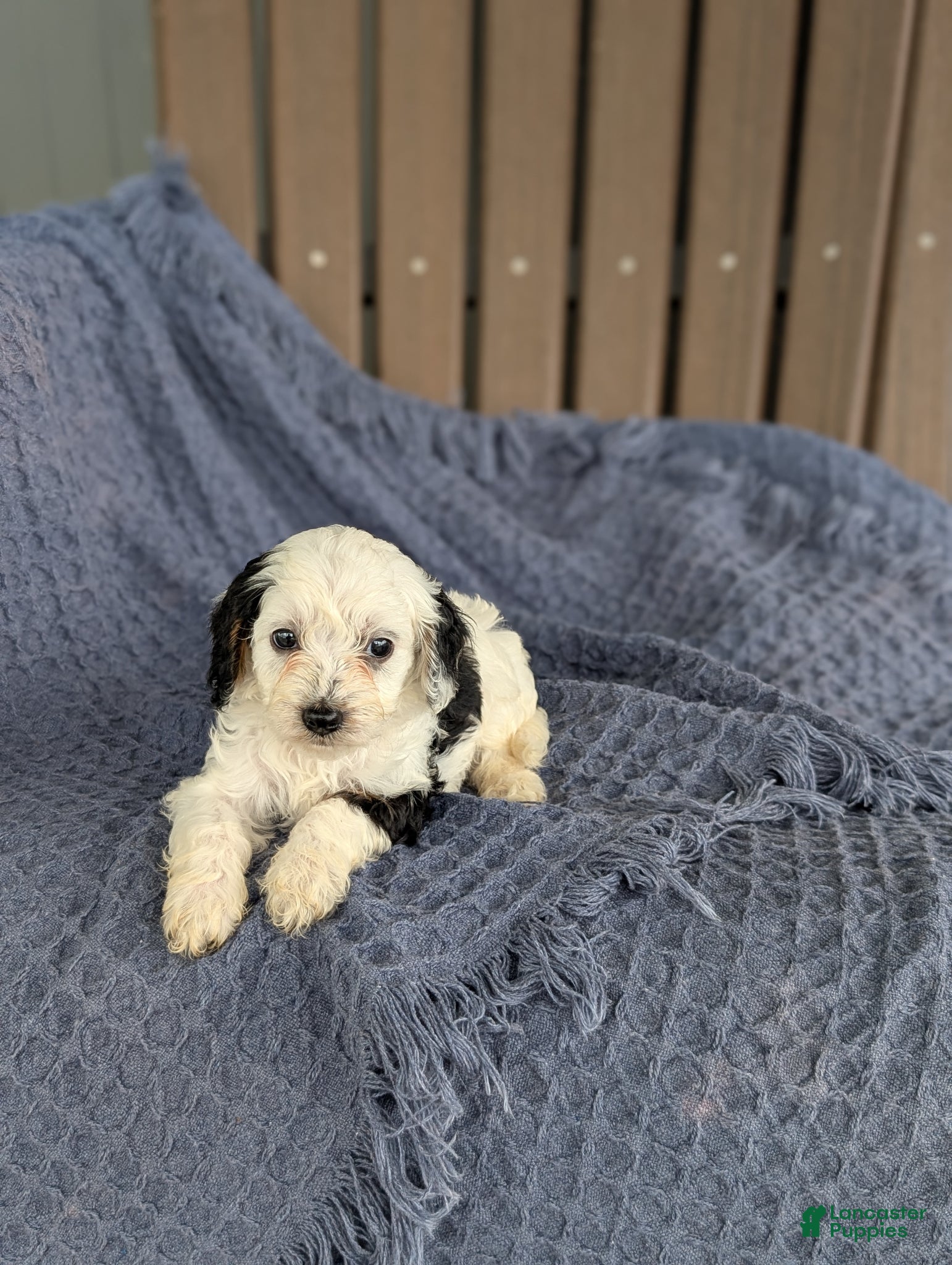 Cavapoo dogs Colin  - Ad 2