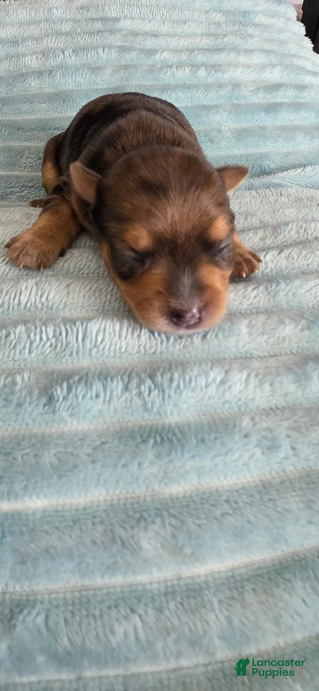 Yorkshire Terrier dogs for sale: Monica - Ad 8