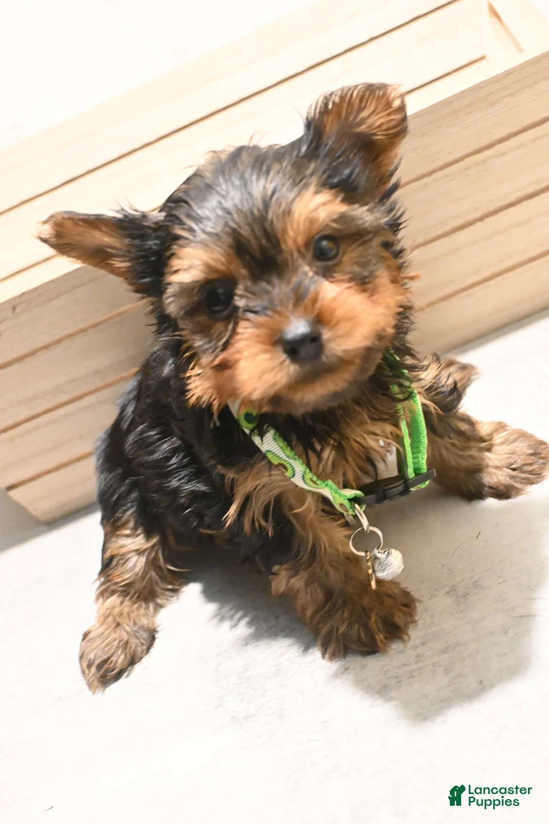 Yorkshire Terrier dogs for sale: Teacup Tyler  - Ad 2