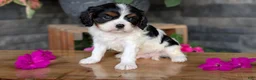 Cavalier King Charles Spaniel dogs for sale: Lance - Ad 5