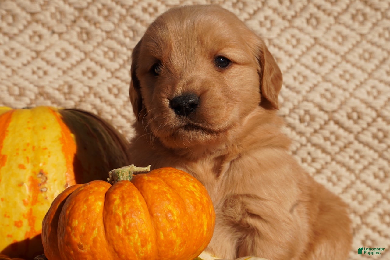 Golden Retriever dogs Ben - AKC, Genetically Clear - Ad 1